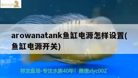 arowanatank鱼缸电源怎样设置(鱼缸电源开关)