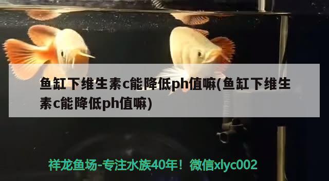 鱼缸下维生素c能降低ph值嘛(鱼缸下维生素c能降低ph值嘛)