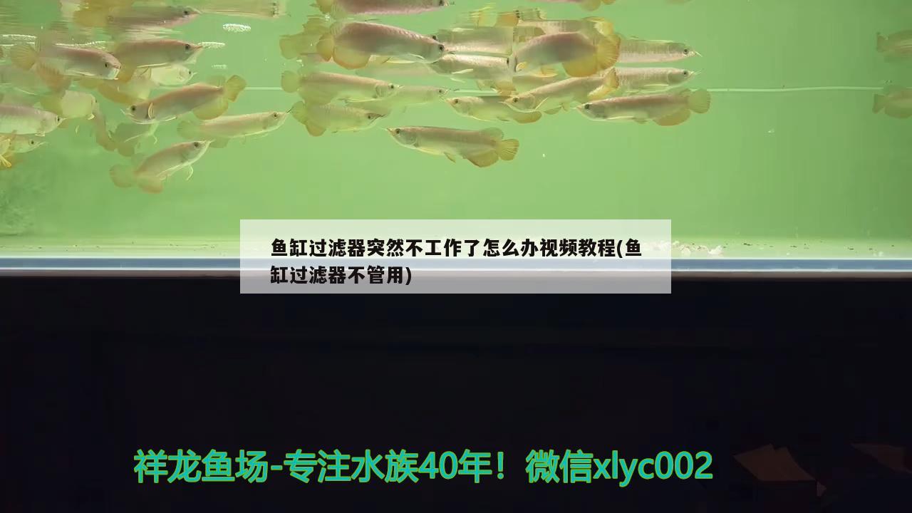 鱼缸过滤器突然不工作了怎么办视频教程(鱼缸过滤器不管用)