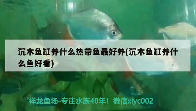 沉木鱼缸养什么热带鱼最好养(沉木鱼缸养什么鱼好看)