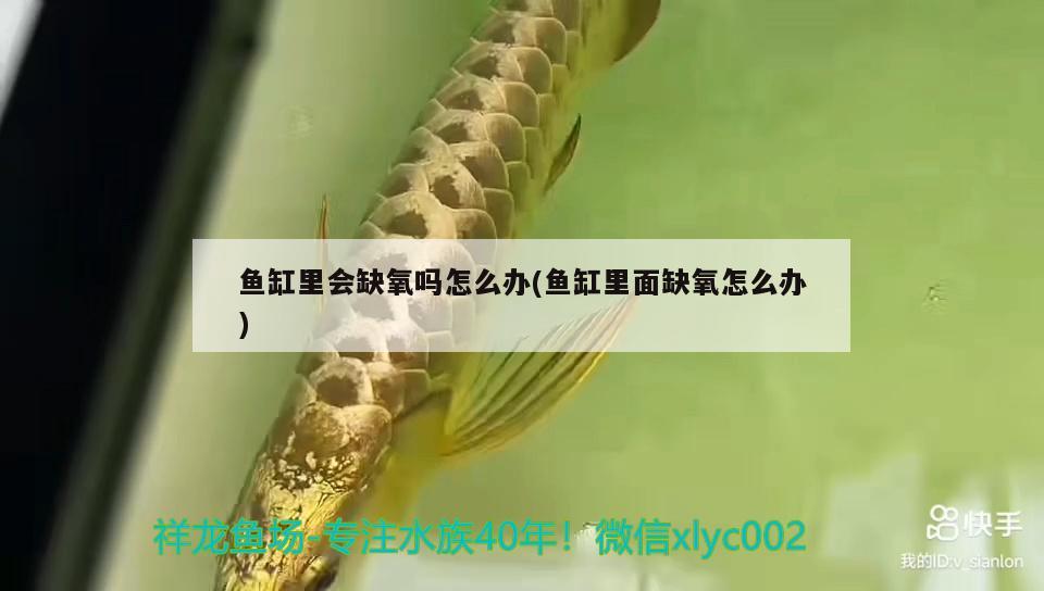 鱼缸里会缺氧吗怎么办(鱼缸里面缺氧怎么办) 鱼缸/水族箱