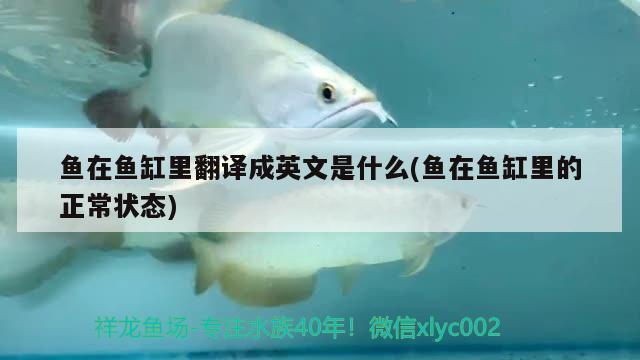 鱼在鱼缸里翻译成英文是什么(鱼在鱼缸里的正常状态)