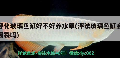 浮化玻璃鱼缸好不好养水草(浮法玻璃鱼缸会爆裂吗) 水草