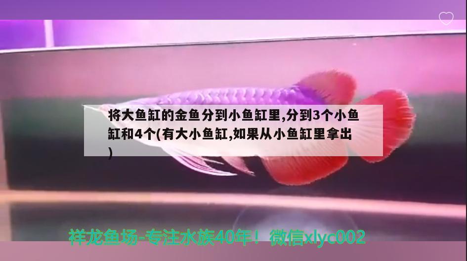 将大鱼缸的金鱼分到小鱼缸里,分到3个小鱼缸和4个(有大小鱼缸,如果从小鱼缸里拿出)