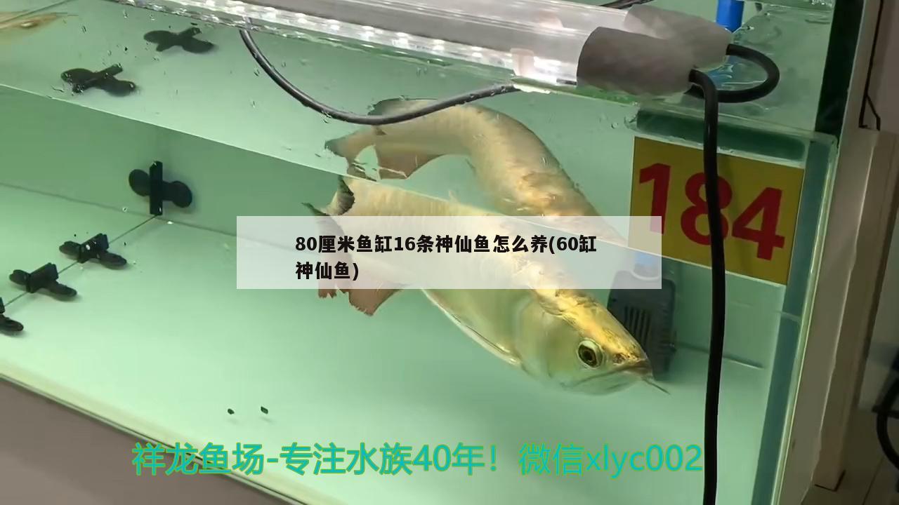 80厘米鱼缸16条神仙鱼怎么养(60缸神仙鱼) 肺鱼