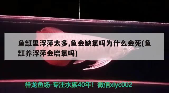 鱼缸里浮萍太多,鱼会缺氧吗为什么会死(鱼缸养浮萍会增氧吗) 朱巴利鱼苗