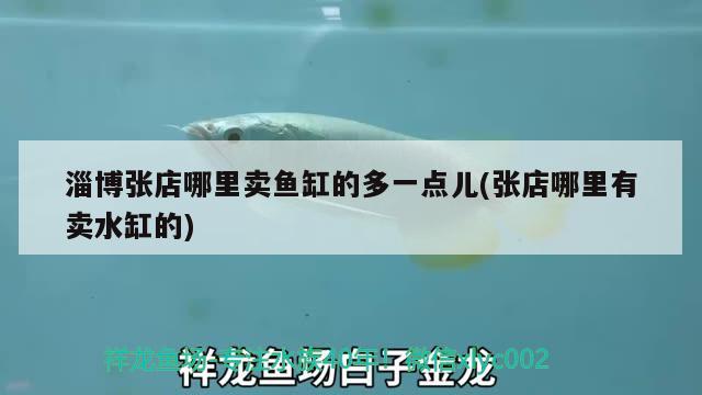 淄博张店哪里卖鱼缸的多一点儿(张店哪里有卖水缸的) 进口元宝凤凰鱼