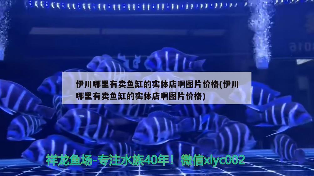 伊川哪里有卖鱼缸的实体店啊图片价格(伊川哪里有卖鱼缸的实体店啊图片价格) 水族品牌