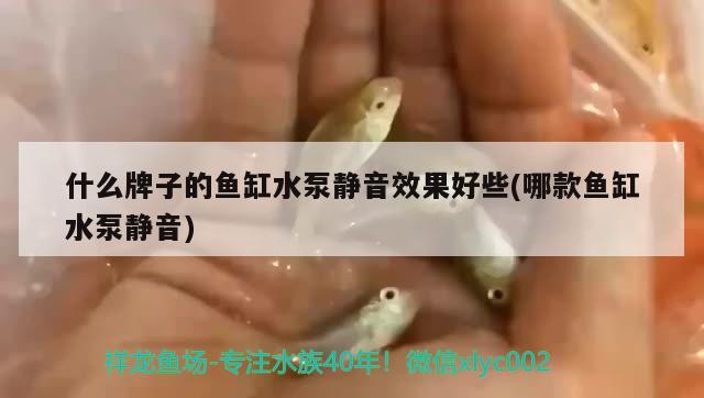 什么牌子的鱼缸水泵静音效果好些(哪款鱼缸水泵静音) 鱼缸水泵