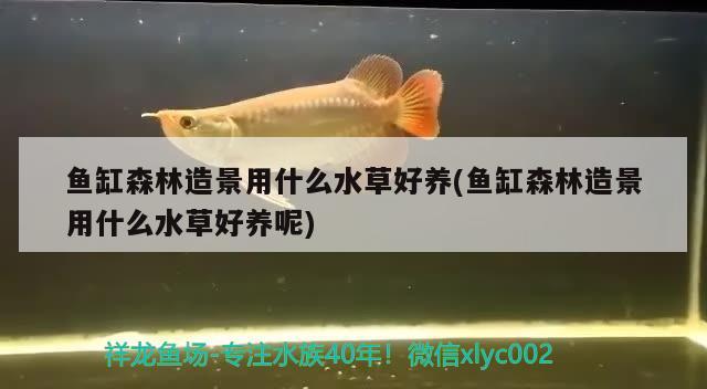 鱼缸森林造景用什么水草好养(鱼缸森林造景用什么水草好养呢) 水草