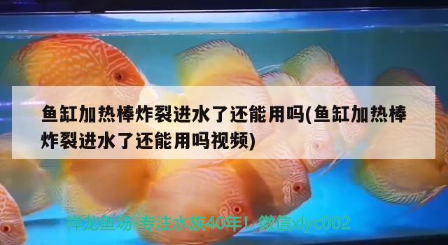 鱼缸加热棒炸裂进水了还能用吗(鱼缸加热棒炸裂进水了还能用吗视频)