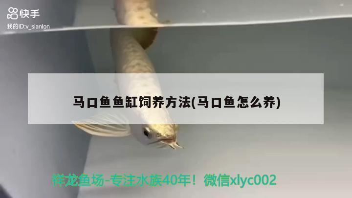 马口鱼鱼缸饲养方法(马口鱼怎么养) 鱼缸/水族箱