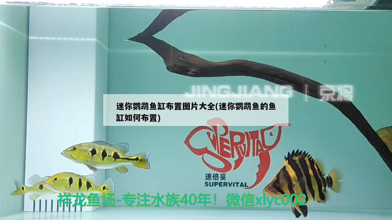 迷你鹦鹉鱼缸布置图片大全(迷你鹦鹉鱼的鱼缸如何布置) 鹦鹉鱼