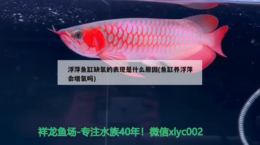 浮萍鱼缸缺氧的表现是什么原因(鱼缸养浮萍会增氧吗) 短身红龙鱼