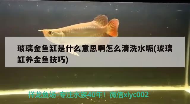 玻璃金鱼缸是什么意思啊怎么清洗水垢(玻璃缸养金鱼技巧)