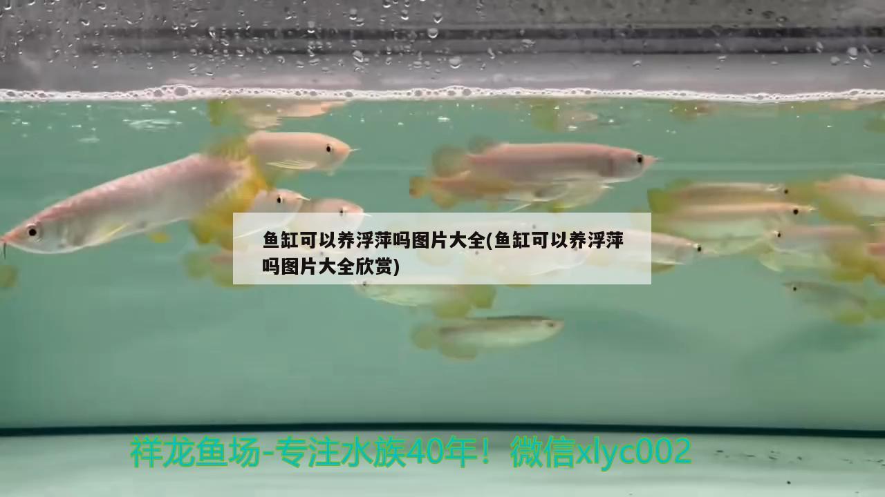 鱼缸可以养浮萍吗图片大全(鱼缸可以养浮萍吗图片大全欣赏) 绿皮皇冠豹鱼