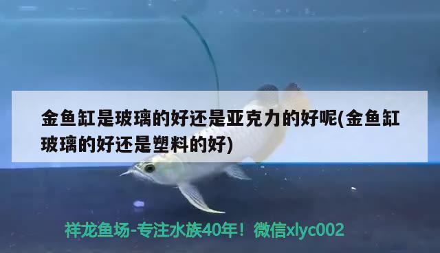 金鱼缸是玻璃的好还是亚克力的好呢(金鱼缸玻璃的好还是塑料的好)