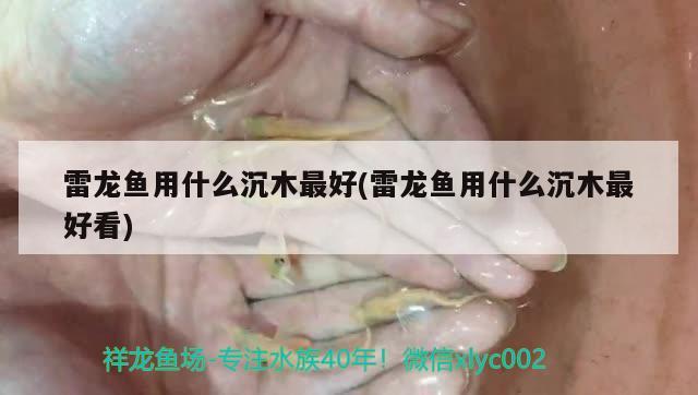 雷龙鱼用什么沉木最好(雷龙鱼用什么沉木最好看)