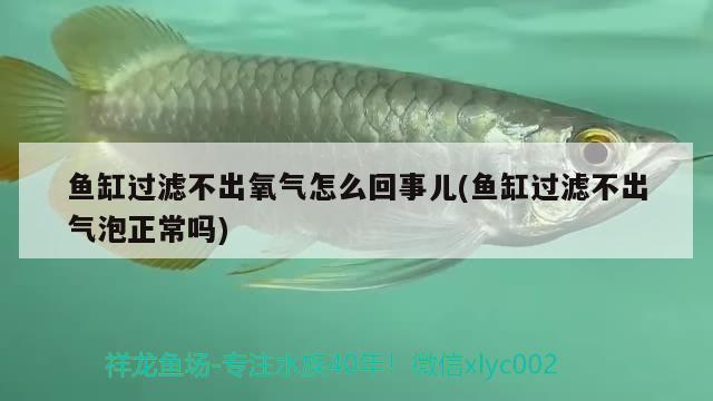 鱼缸过滤不出氧气怎么回事儿(鱼缸过滤不出气泡正常吗) 孵化器