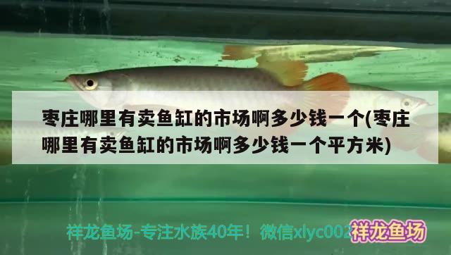 枣庄哪里有卖鱼缸的市场啊多少钱一个(枣庄哪里有卖鱼缸的市场啊多少钱一个平方米) 黑帝王魟鱼