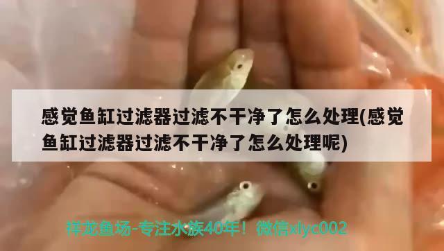 感觉鱼缸过滤器过滤不干净了怎么处理(感觉鱼缸过滤器过滤不干净了怎么处理呢)