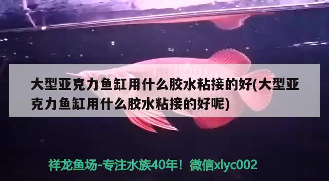 大型亚克力鱼缸用什么胶水粘接的好(大型亚克力鱼缸用什么胶水粘接的好呢)