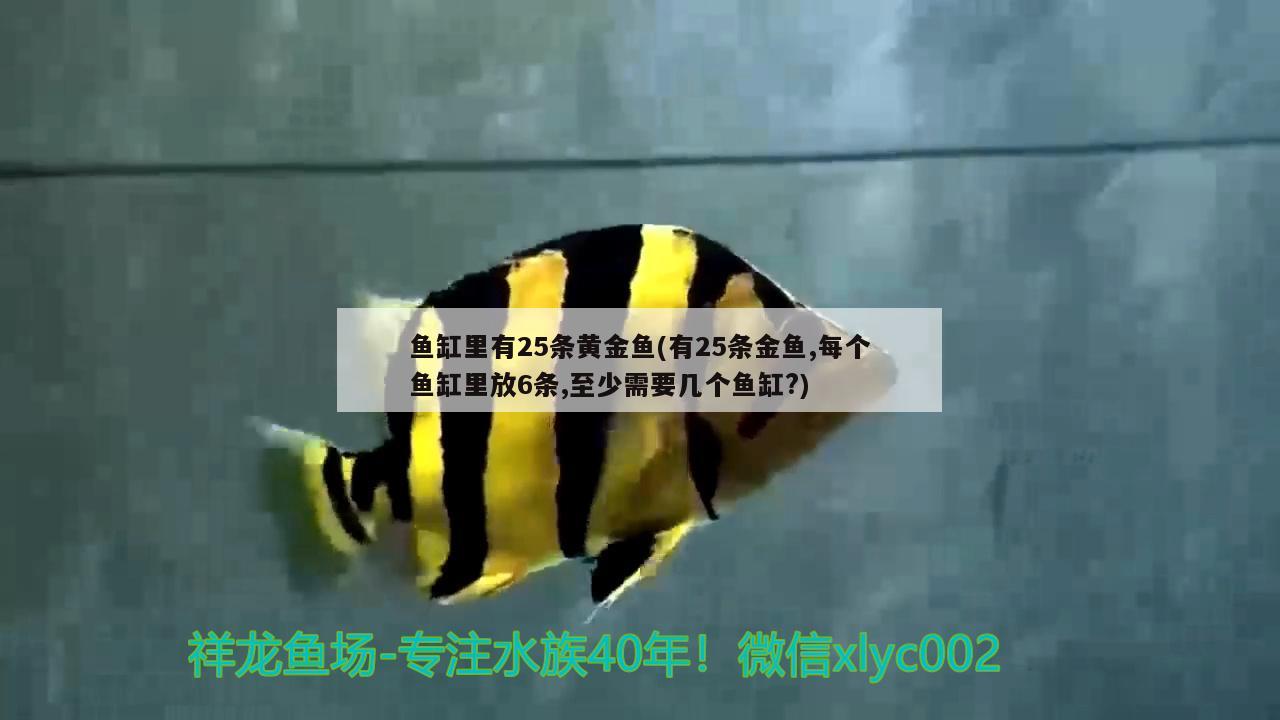 鱼缸里有25条黄金鱼(有25条金鱼,每个鱼缸里放6条,至少需要几个鱼缸?)