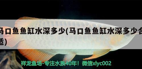 马口鱼鱼缸水深多少(马口鱼鱼缸水深多少合适) 观赏鱼市场（混养鱼）