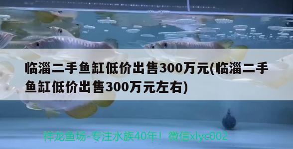 临淄二手鱼缸低价出售300万元(临淄二手鱼缸低价出售300万元左右)