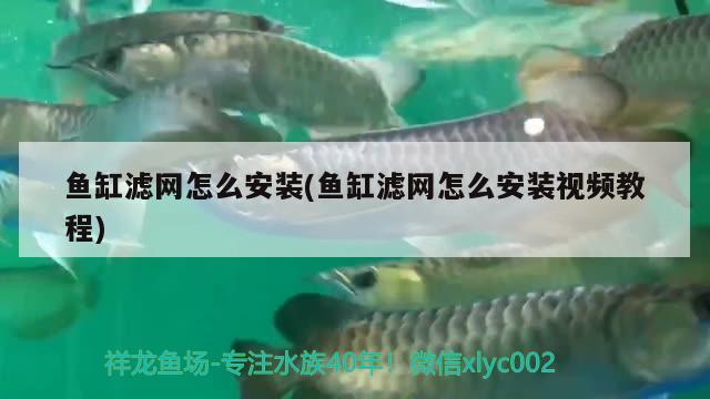 鱼缸滤网怎么安装(鱼缸滤网怎么安装视频教程) 观赏鱼鱼苗