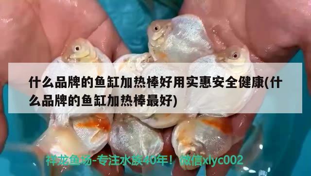 什么品牌的鱼缸加热棒好用实惠安全健康(什么品牌的鱼缸加热棒最好) 斑马鸭嘴鱼苗