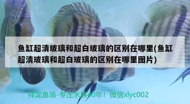 鱼缸超清玻璃和超白玻璃的区别在哪里(鱼缸超清玻璃和超白玻璃的区别在哪里图片)