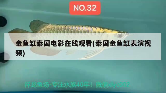 金鱼缸泰国电影在线观看(泰国金鱼缸表演视频) 观赏龟/鳖饲料