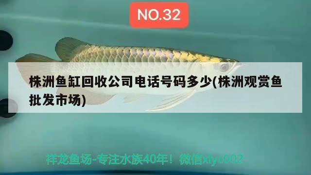 株洲鱼缸回收公司电话号码多少(株洲观赏鱼批发市场) 观赏鱼批发