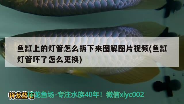 鱼缸上的灯管怎么拆下来图解图片视频(鱼缸灯管坏了怎么更换)