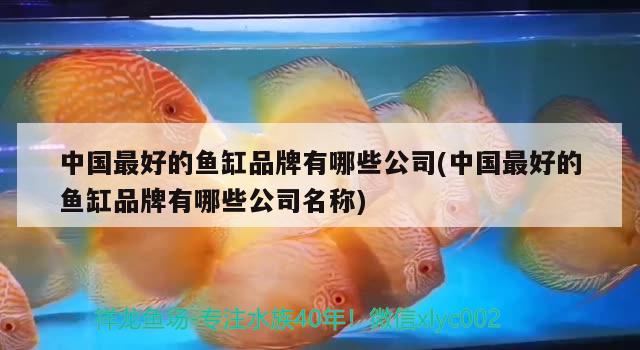 中国最好的鱼缸品牌有哪些公司(中国最好的鱼缸品牌有哪些公司名称) 观赏鱼市场