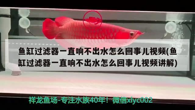 鱼缸过滤器一直响不出水怎么回事儿视频(鱼缸过滤器一直响不出水怎么回事儿视频讲解)