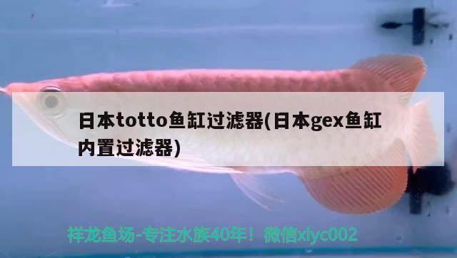 日本totto鱼缸过滤器(日本gex鱼缸内置过滤器) 大白鲨鱼苗