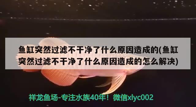 鱼缸突然过滤不干净了什么原因造成的(鱼缸突然过滤不干净了什么原因造成的怎么解决) 狗头鱼