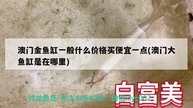 澳门金鱼缸一般什么价格买便宜一点(澳门大鱼缸是在哪里) 哥伦比亚巨暴鱼苗