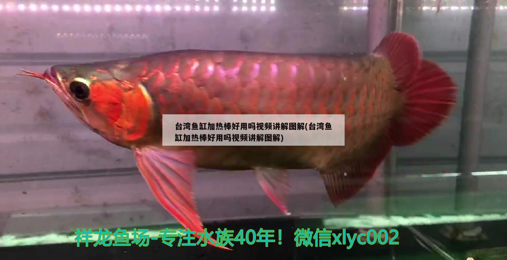 台湾鱼缸加热棒好用吗视频讲解图解(台湾鱼缸加热棒好用吗视频讲解图解)