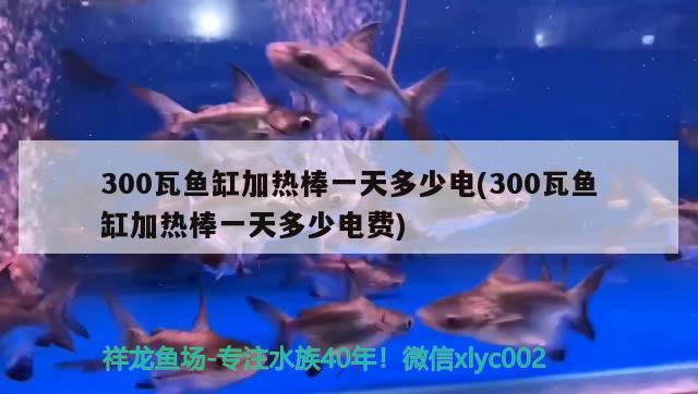 300瓦鱼缸加热棒一天多少电(300瓦鱼缸加热棒一天多少电费)