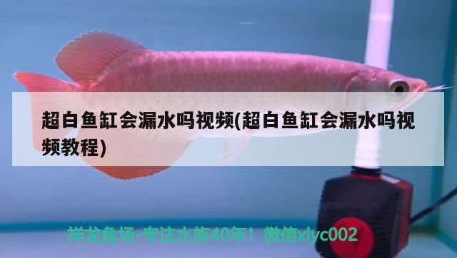 超白鱼缸会漏水吗视频(超白鱼缸会漏水吗视频教程)