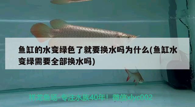 鱼缸的水变绿色了就要换水吗为什么(鱼缸水变绿需要全部换水吗)