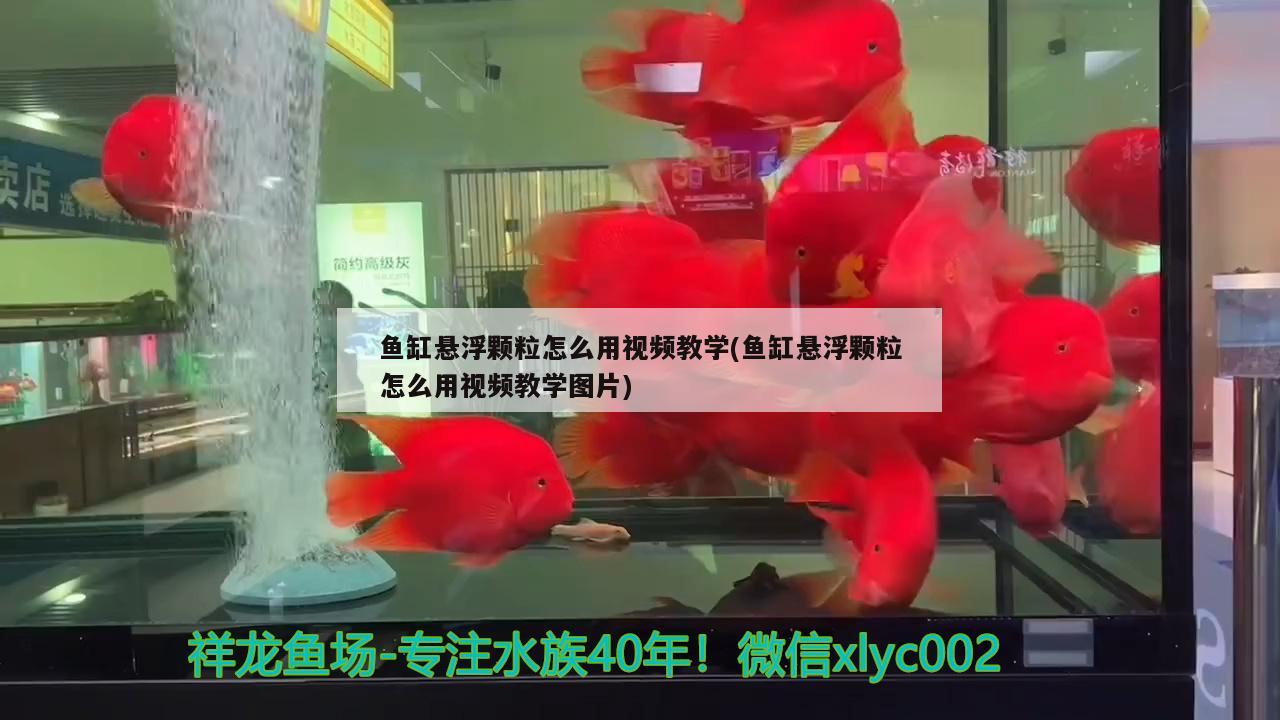 鱼缸悬浮颗粒怎么用视频教学(鱼缸悬浮颗粒怎么用视频教学图片) 三间鼠鱼苗