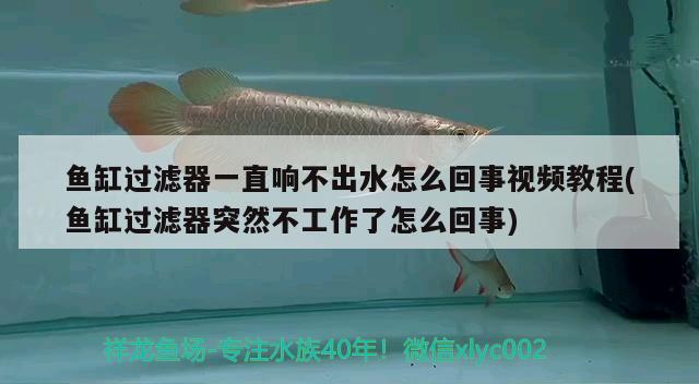 鱼缸过滤器一直响不出水怎么回事视频教程(鱼缸过滤器突然不工作了怎么回事) 祥龙金禾金龙鱼