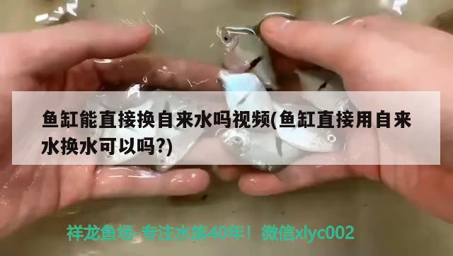 鱼缸能直接换自来水吗视频(鱼缸直接用自来水换水可以吗?)