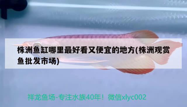 株洲鱼缸哪里最好看又便宜的地方(株洲观赏鱼批发市场) 观赏鱼批发