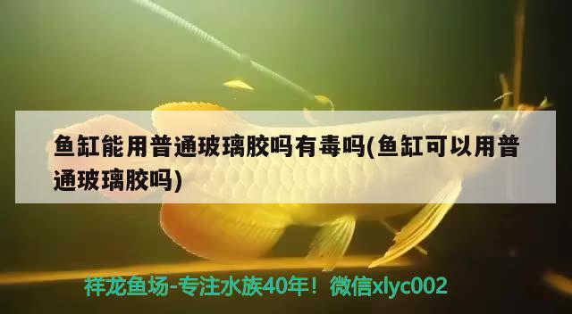 鱼缸能用普通玻璃胶吗有毒吗(鱼缸可以用普通玻璃胶吗) 超血红龙鱼