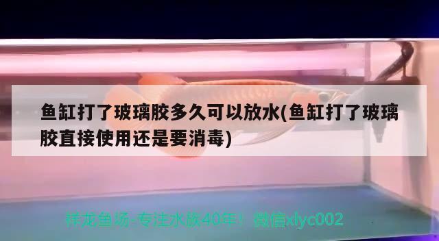 鱼缸打了玻璃胶多久可以放水(鱼缸打了玻璃胶直接使用还是要消毒) 印尼红龙鱼